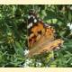 Vanessa cardui