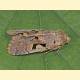 Orthosia gothica