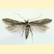 Monochroa palustrellus