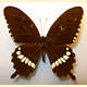 Papilio polytes timorensis