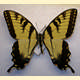 Papilio glaucus