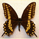 Papilio polyxenes asterius