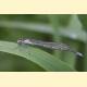 Coenagrion puella