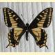 Papilio zelicaon