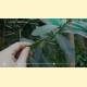 Euploea core corinna