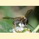 Megachile bridarollii