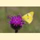 Colias alfacariensis