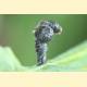 Coleophora currucipennella