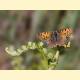 Lycaena tityrus