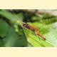 Ichneumonidae