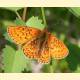 Boloria eunomia